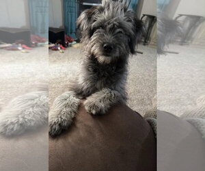 Poodle (Miniature)-Unknown Mix Dogs for adoption in Grafton, WI, USA