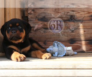 Rottweiler Puppy for sale in BARGERSVILLE, IN, USA