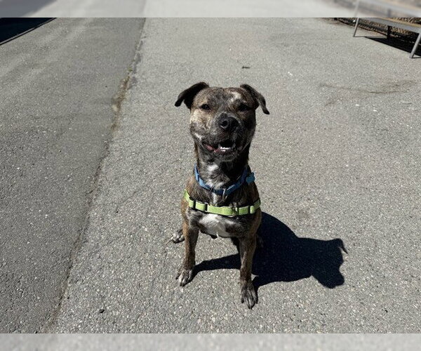 Medium Photo #1 American Pit Bull Terrier Puppy For Sale in Berkeley , CA, USA