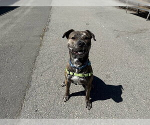 American Pit Bull Terrier Dogs for adoption in Berkeley , CA, USA