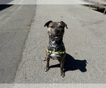 Small American Pit Bull Terrier