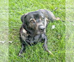 Small #1 Mutt