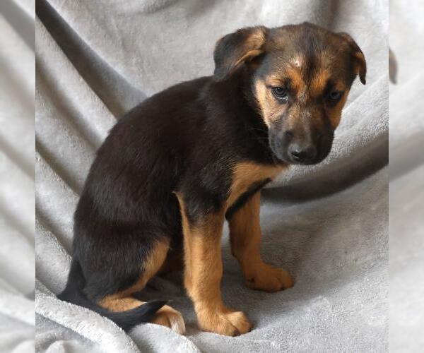 Medium Photo #1 Mutt Puppy For Sale in Thief River Falls, MN, USA