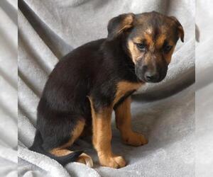 Mutt Dogs for adoption in Thief River Falls, MN, USA
