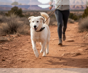 Australian Shepherd-Unknown Mix Dogs for adoption in Pena Blanca, NM, USA