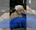 Small Photo #8 Golden Retriever Puppy For Sale in ABERDEEN, ID, USA