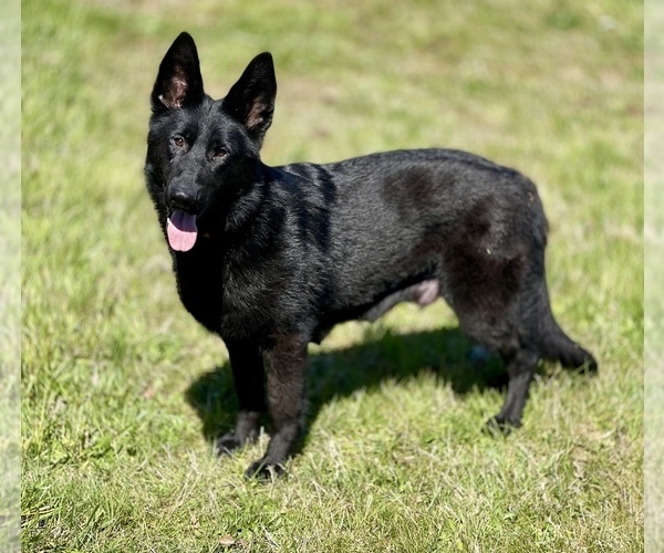 Medium Photo #1 German Shepherd Dog Puppy For Sale in JEFFERSON, OR, USA