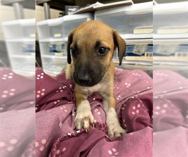 Medium Photo #1 German Shepherd Dog-Unknown Mix Puppy For Sale in Waco, TX, USA