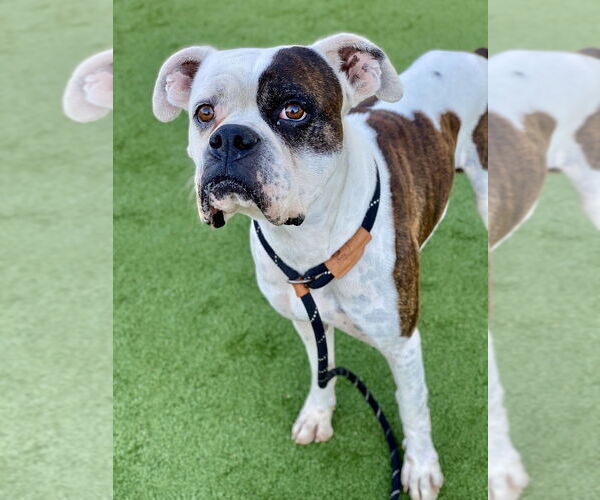 Medium Photo #3 Boxer Puppy For Sale in Dumont, NJ, USA