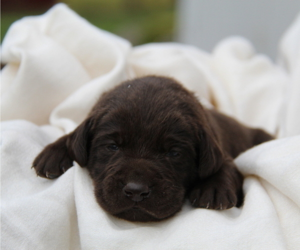 Medium Photo #1 Labrador Retriever Puppy For Sale in HYDE PARK, VT, USA