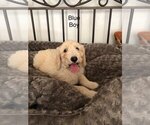 Small Photo #1 Sheepadoodle Puppy For Sale in LAMAR, CO, USA
