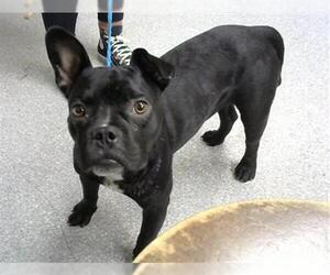 American Boston Bull Terrier Dogs for adoption in Pasadena, TX, USA