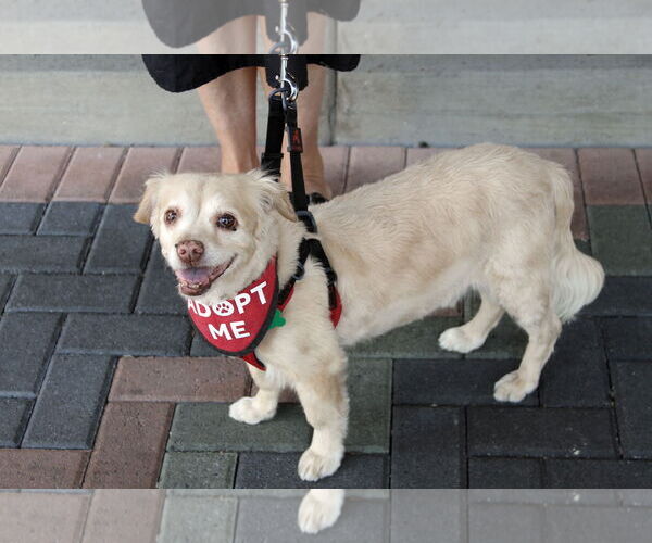Medium Photo #6 Cocker Spaniel-Spaniel Mix Puppy For Sale in Mission Viejo, CA, USA