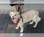 Small #5 Cocker Spaniel-Spaniel Mix