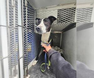 American Pit Bull Terrier-Unknown Mix Dogs for adoption in Bakersfield, CA, USA