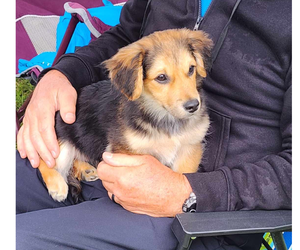 Dachshund-Unknown Mix Dogs for adoption in Mt. Laurel, NJ, USA