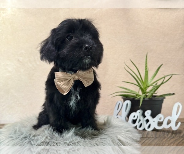 Medium Photo #5 YorkiePoo Puppy For Sale in NAPPANEE, IN, USA