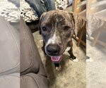 Small #13 American Pit Bull Terrier-Mountain Cur Mix
