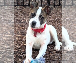 Mutt Dogs for adoption in Shelburne, VT, USA