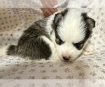 Small #5 Pomsky
