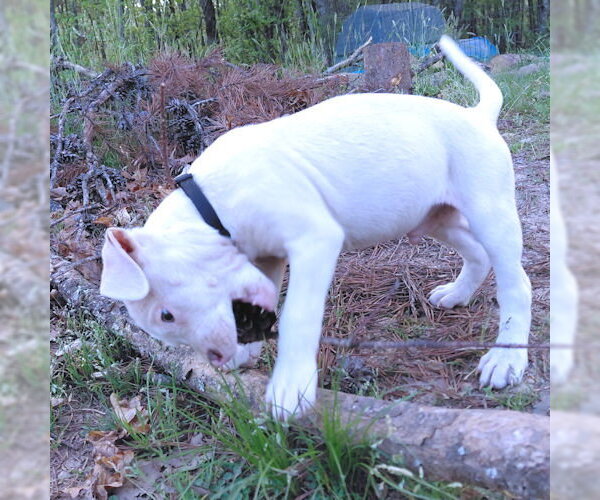 Medium Photo #3 Bulldog-Labrador Retriever Mix Puppy For Sale in Rutherfordton, NC, USA