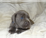 Small Photo #4 Cane Corso Puppy For Sale in SAN ANTONIO, TX, USA
