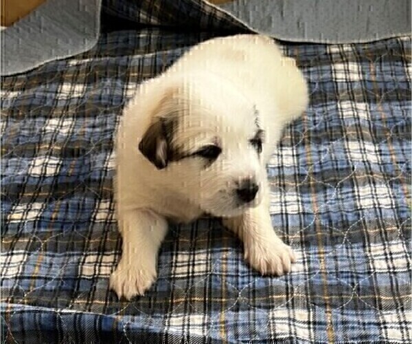 Medium Photo #17 Great Pyrenees Puppy For Sale in MOUNT AIRY, NC, USA