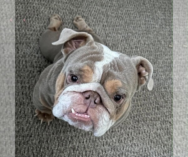 Medium Photo #3 Bulldog Puppy For Sale in La Verne, CA, USA