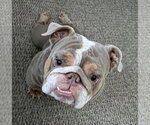 Small #2 Bulldog