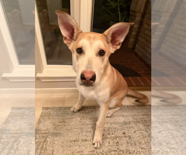 Medium Photo #11 Gerberian Shepsky Puppy For Sale in The Woodlands, TX, USA