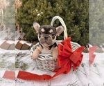 Small #4 French Bulldog