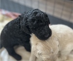 Puppy 6 Goldendoodle-Poodle (Standard) Mix