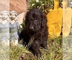 Small Photo #6 Golden Retriever-Goldendoodle Mix Puppy For Sale in LEICESTER, NC, USA