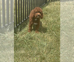 Small Photo #116 Poodle (Miniature) Puppy For Sale in WARSAW, IN, USA