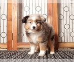 Small Miniature Australian Shepherd