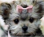 Small #1 Maltipoo