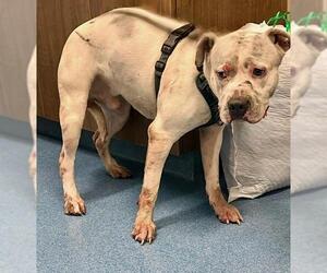 American Pit Bull Terrier Dogs for adoption in Pearland, TX, USA
