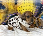 Small #13 Dachshund