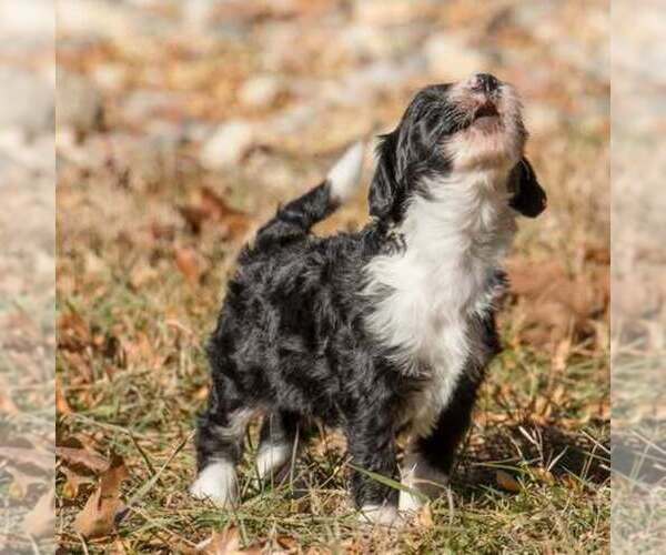 Medium Photo #2 Bernedoodle (Miniature) Puppy For Sale in PRAIRIE VIEW, KS, USA