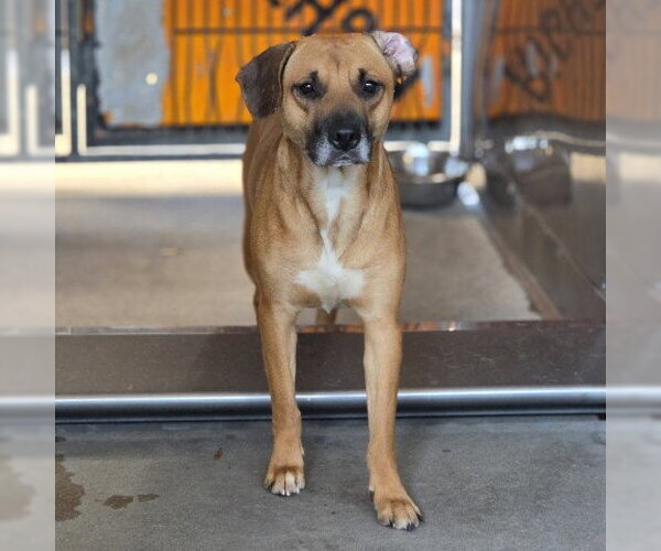 Medium Photo #3 Mutt Puppy For Sale in San Bernardino, CA, USA