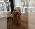 Small Photo #1 Goldendoodle Puppy For Sale in CROTON ON HUDSON, NY, USA