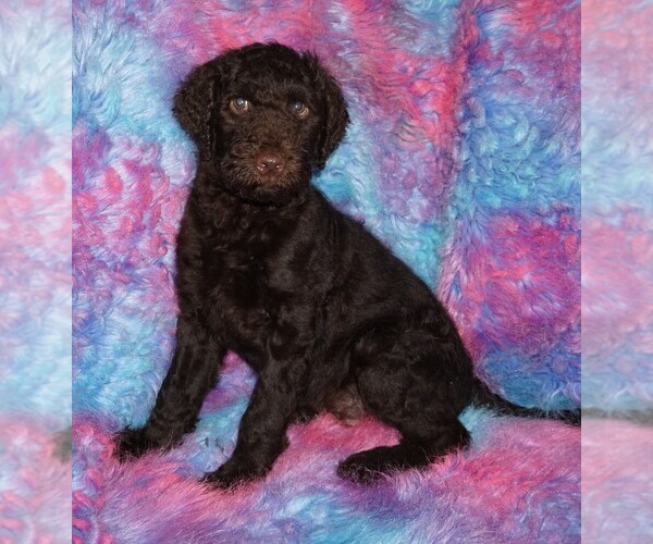 Medium Photo #1 Labradoodle mix (+ Poodle Standard) Puppy For Sale in LA HABRA, CA, USA