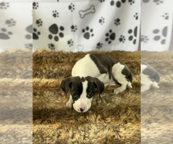 Medium Photo #5 Bulldog-Labrador Retriever Mix Puppy For Sale in SHERBURNE, NY, USA