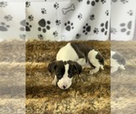 Small #4 Bulldog-Labrador Retriever Mix