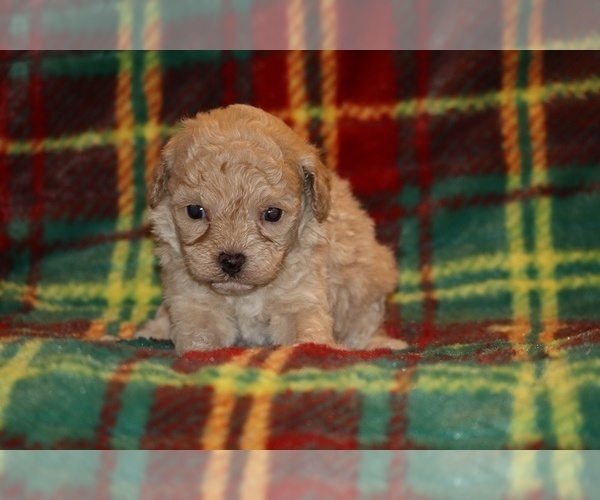 Medium Photo #5 Poodle (Toy) Puppy For Sale in DYERSBURG, TN, USA