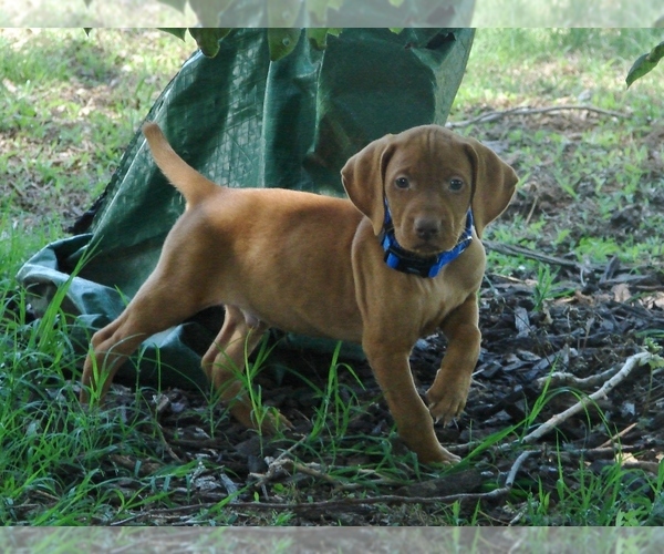 Medium Photo #4 Vizsla Puppy For Sale in AMORITA, OK, USA