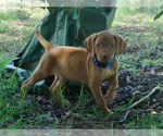 Small #3 Vizsla