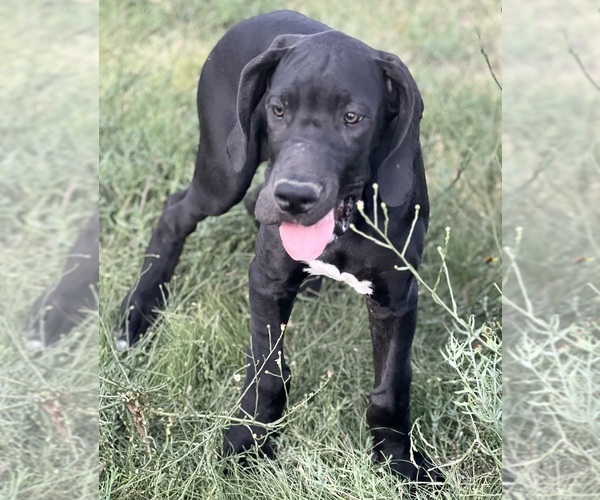 Medium Photo #5 Great Dane Puppy For Sale in AMARILLO, TX, USA