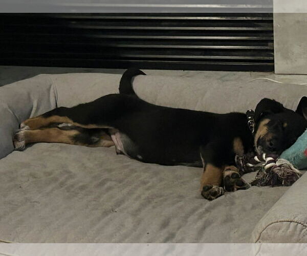 Medium Photo #3 Mutt Puppy For Sale in Garner, NC, USA