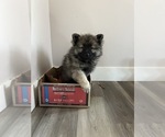 Small #3 Keeshond